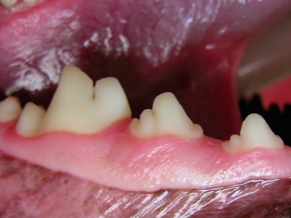 View of teeth